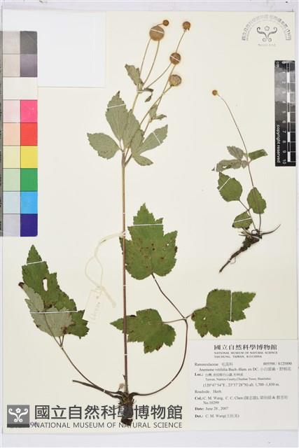 小白頭翁、野棉花藏品圖，第1張