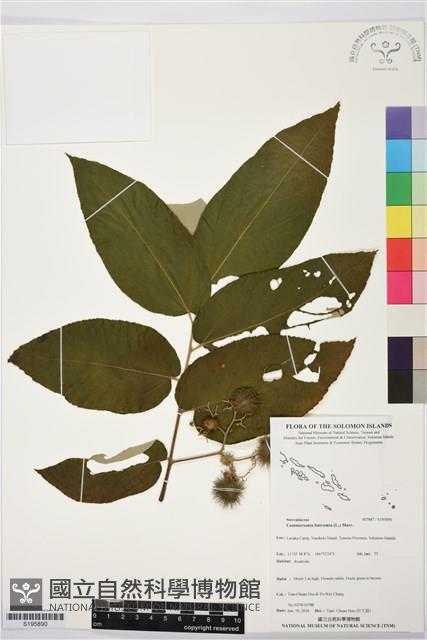 山麻樹藏品圖，第1張