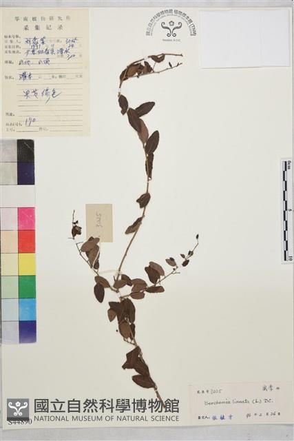 小葉黃鱔藤藏品圖，第2張