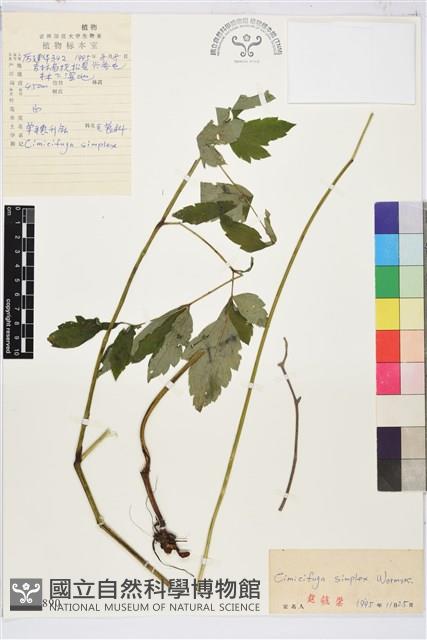 單穗升麻藏品圖，第2張