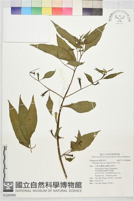 美洲水丁香藏品圖，第1張