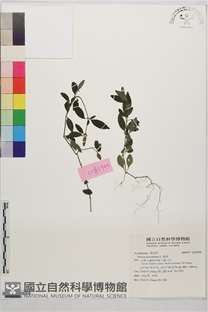 爵床藏品圖，第1張