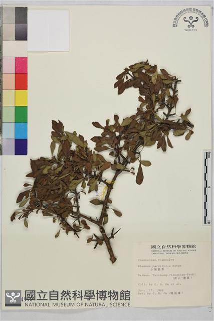 小葉鼠李藏品圖，第1張