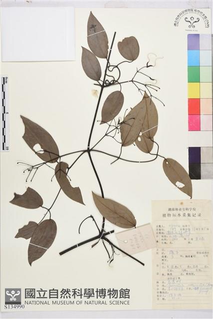 革葉鐵線蓮藏品圖，第1張