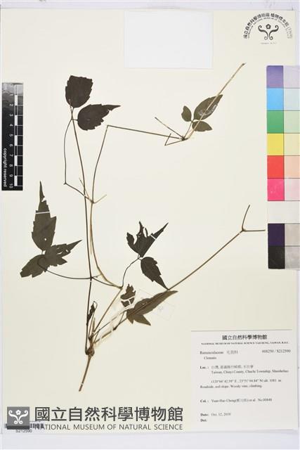 彭氏鐵線蓮藏品圖，第1張