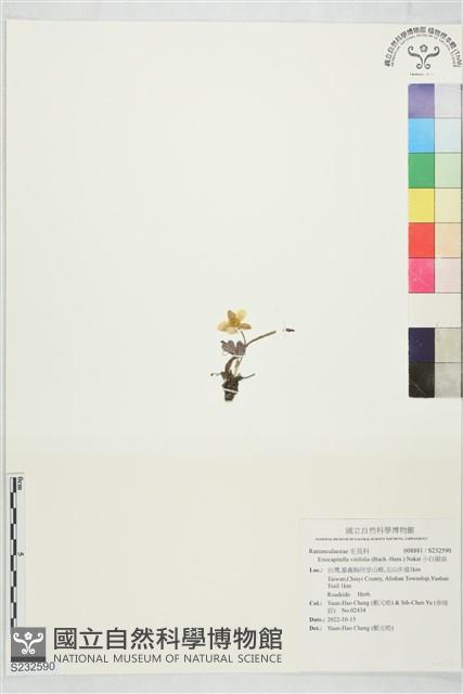 小白頭翁藏品圖，第1張