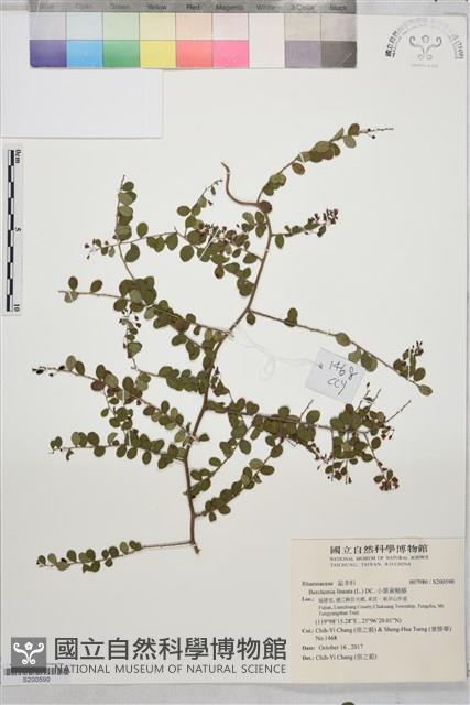 小葉黃鱔藤藏品圖，第1張