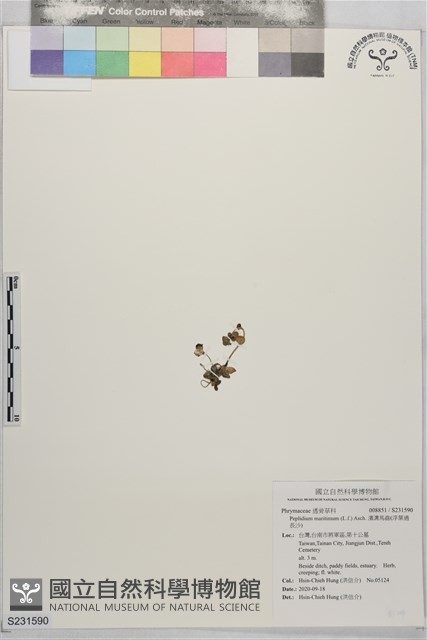 濱溝馬齒(浮葉過長沙)藏品圖，第1張