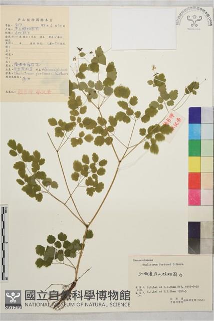 華東唐松草藏品圖，第1張