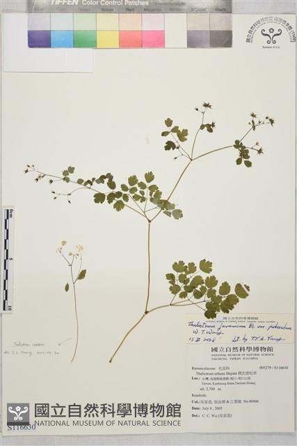 微毛爪哇唐松草藏品圖，第1張