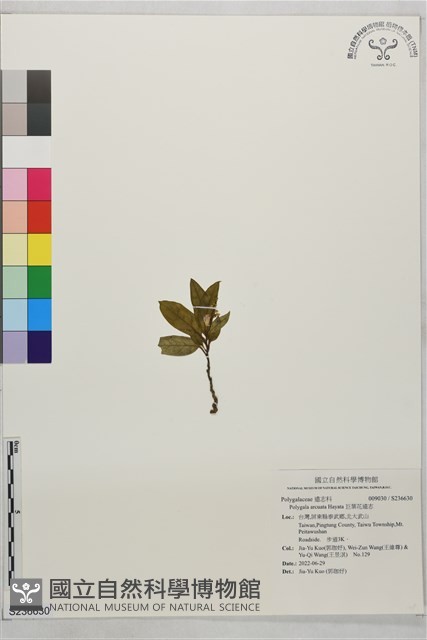 巨葉花遠志藏品圖，第1張