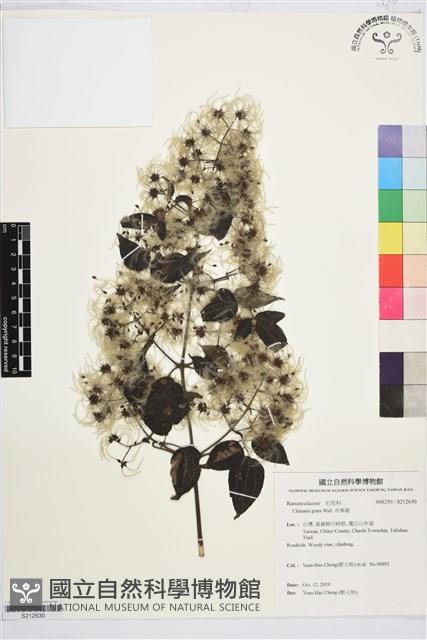 串鼻龍藏品圖，第1張