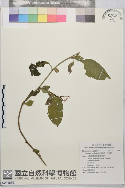 烏面馬、白花藤藏品圖，第1張