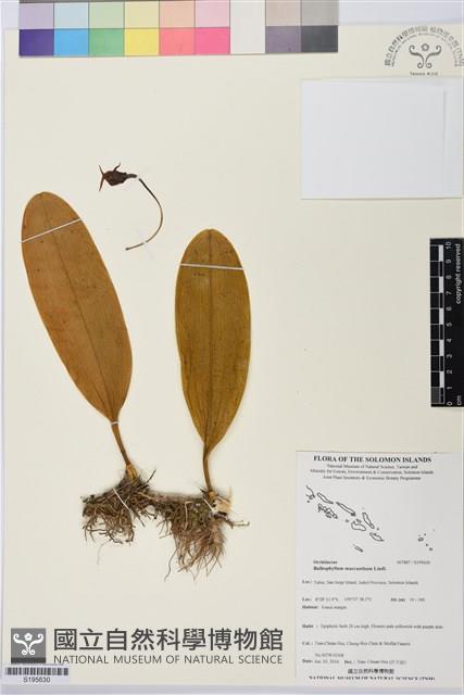 登錄號:S195630藏品圖，第1張