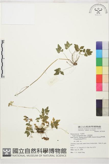 五葉黃連藏品圖，第1張