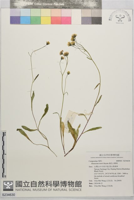 森氏山柳菊藏品圖，第1張