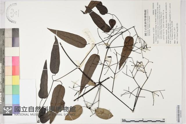 柱果鐵線蓮藏品圖，第1張