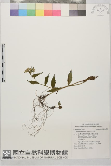 山白蘭藏品圖，第1張