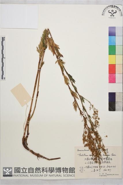 短梗箭頭唐松草藏品圖，第1張