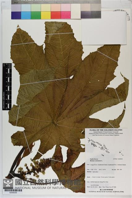 蓖麻藏品圖，第1張