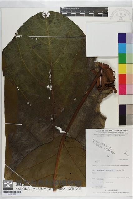 登錄號:S201030藏品圖，第1張