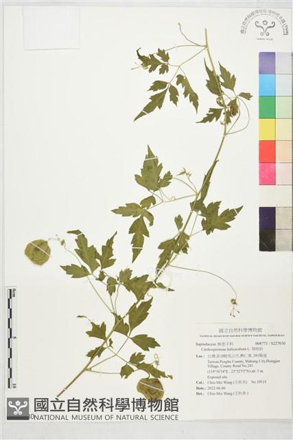 倒地鈴藏品圖，第1張