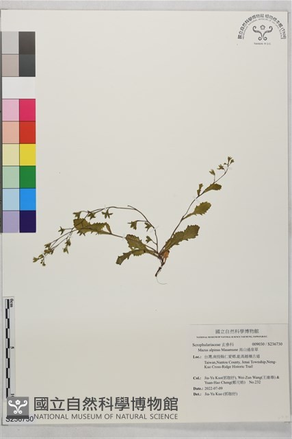 高山通泉草藏品圖，第1張