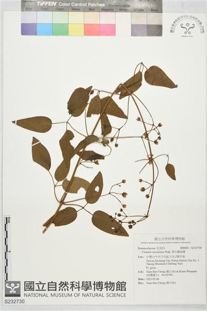 麥氏鐵線蓮藏品圖，第1張
