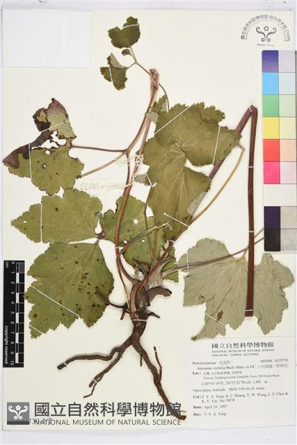 小白頭翁、野棉花藏品圖，第1張