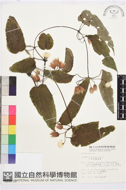 亨利氏鐵線蓮藏品圖，第2張