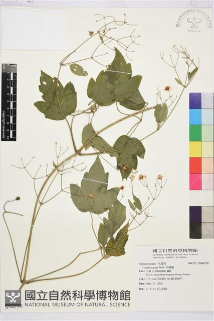 串鼻龍藏品圖，第1張