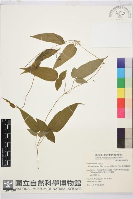 森氏鐵線蓮藏品圖，第2張