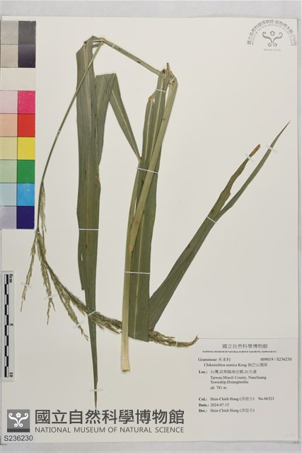 無芒山澗草藏品圖，第1張