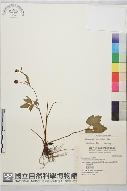 鉤柱毛茛藏品圖，第1張