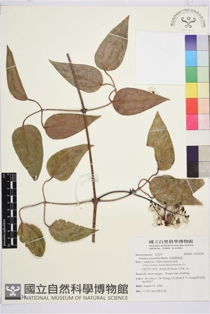 厚葉鐵線蓮藏品圖，第1張