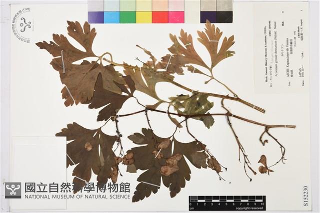 登錄號:S152230藏品圖，第1張