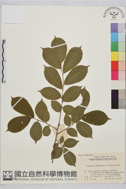 貓乳藏品圖，第1張