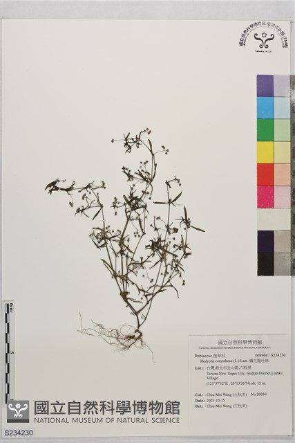 繖花龍吐珠藏品圖，第1張