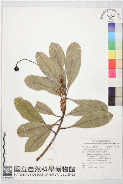 山檨子藏品圖，第1張