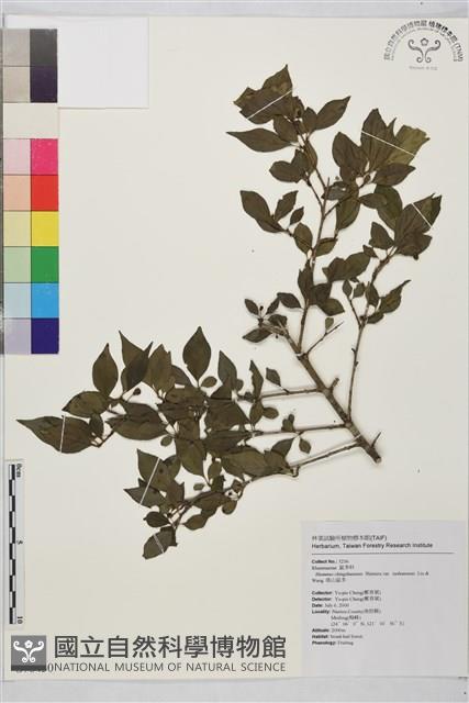 塔山鼠李藏品圖，第1張