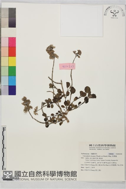 灰葉蕕藏品圖，第1張