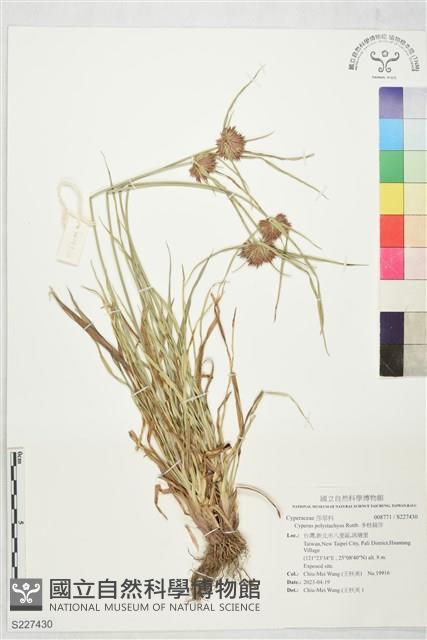 多枝扁莎藏品圖，第1張