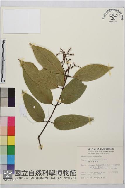 巒大雀梅藤藏品圖，第2張