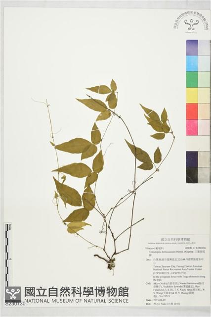 三葉崖爬藤藏品圖，第1張
