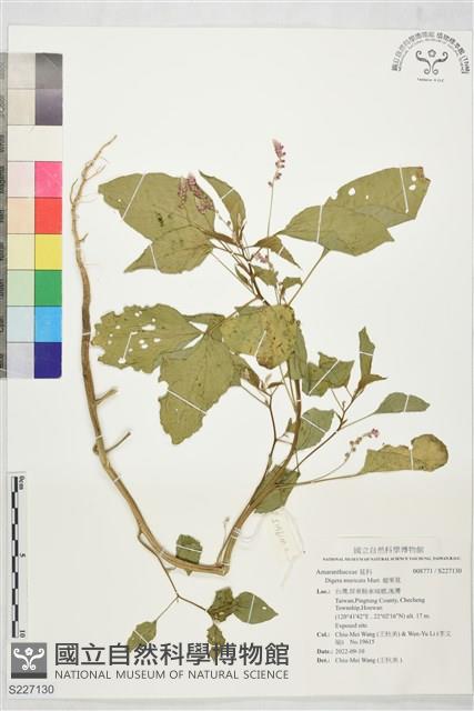 瘤果莧藏品圖，第1張