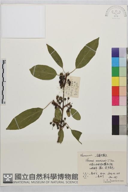 烏蘇里鼠李藏品圖，第1張