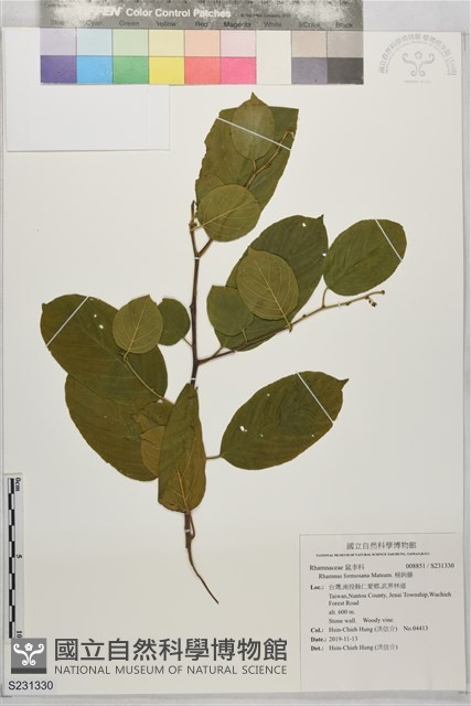 桶鉤藤藏品圖，第1張