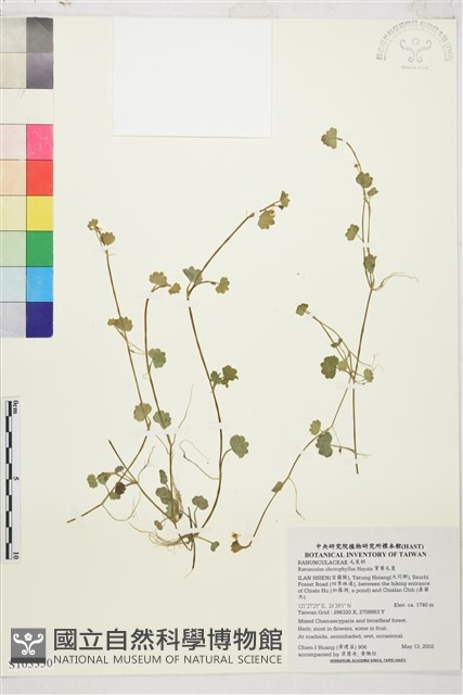 掌葉毛茛藏品圖，第1張