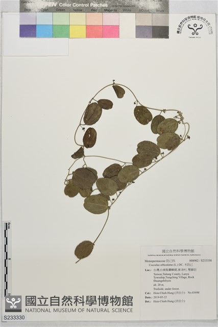 木防己藏品圖，第1張