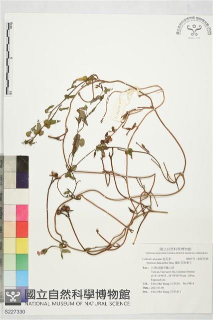 擬紅花野牽牛藏品圖，第1張